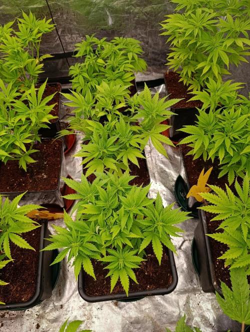 Red Banana Pudding II Marshydro. Week 7