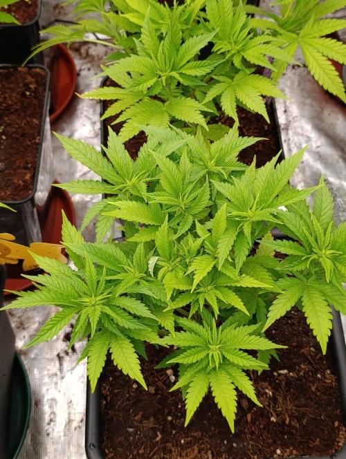 Red Banana Pudding II Marshydro. Week 7