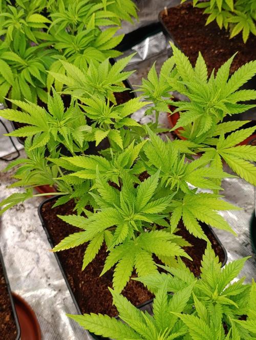 Red Banana Pudding II Marshydro. Week 7