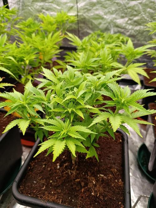 Red Banana Pudding II Marshydro. Week 7