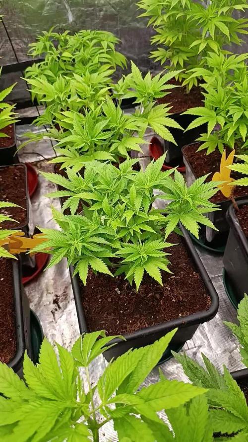 Red Banana Pudding II Marshydro