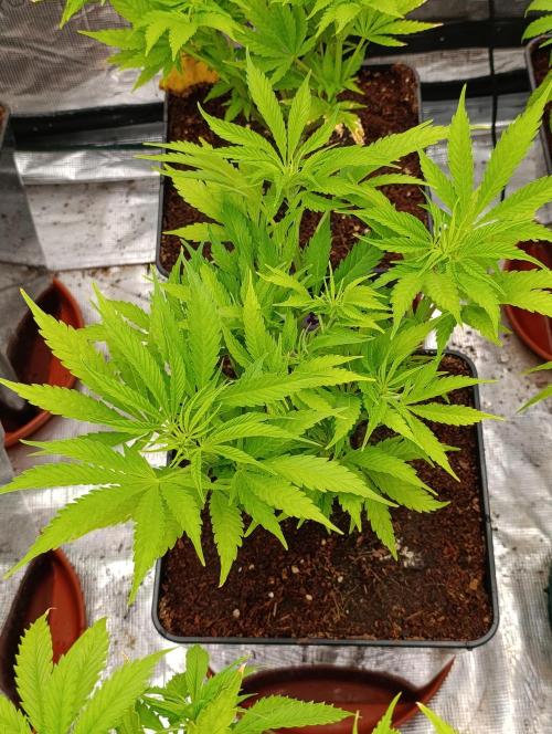 Privileged Baddie Xpertnutrients. Week 7