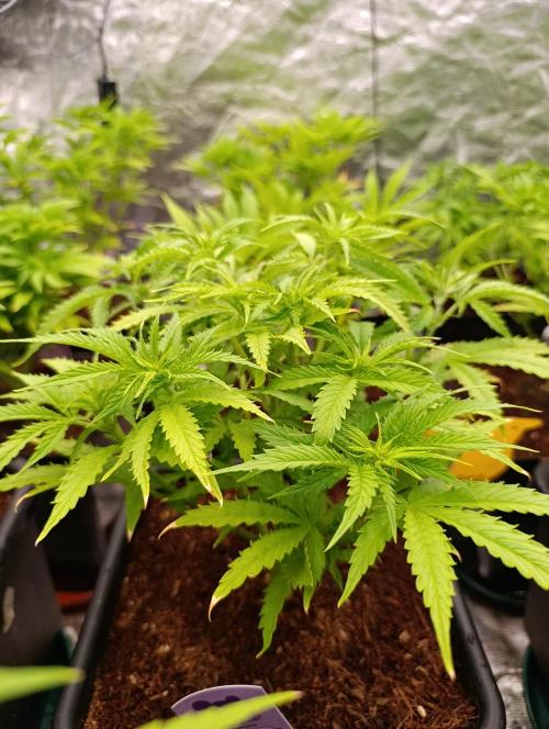 Privileged Baddie Xpertnutrients. Week 7