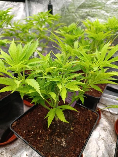 Privileged Baddie Xpertnutrients. Week 7