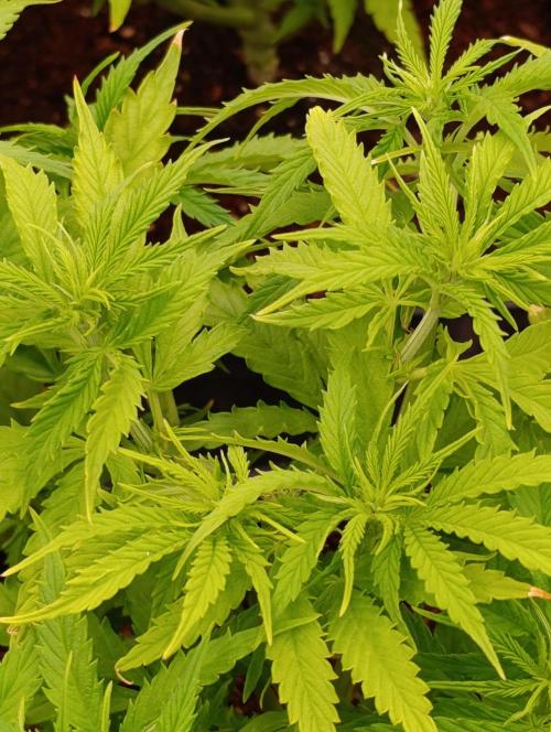 Privileged Baddie Xpertnutrients. Week 7