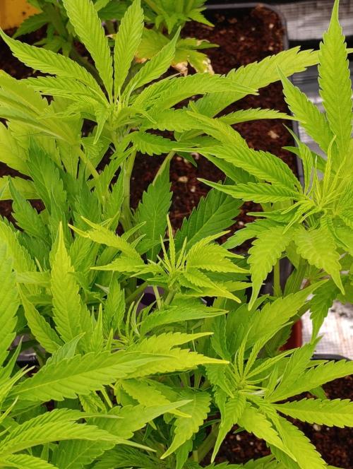 Privileged Baddie Xpertnutrients. Week 7