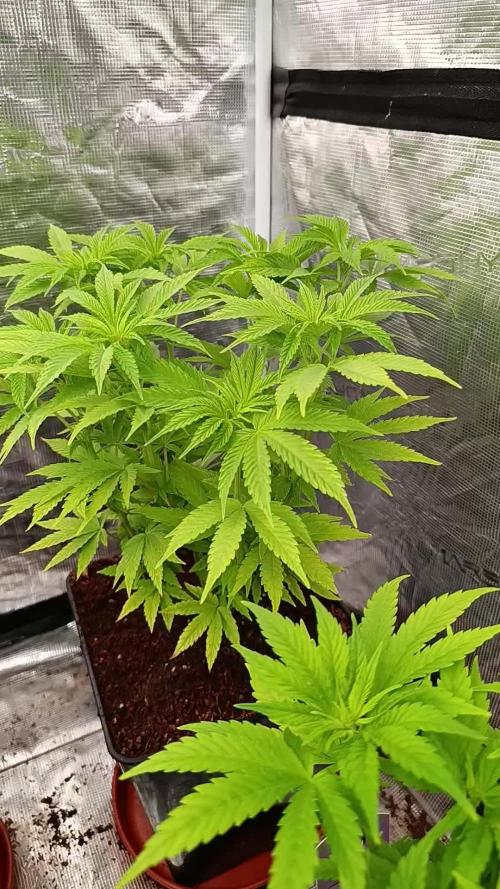 Sour Puffs Xpertnutrients