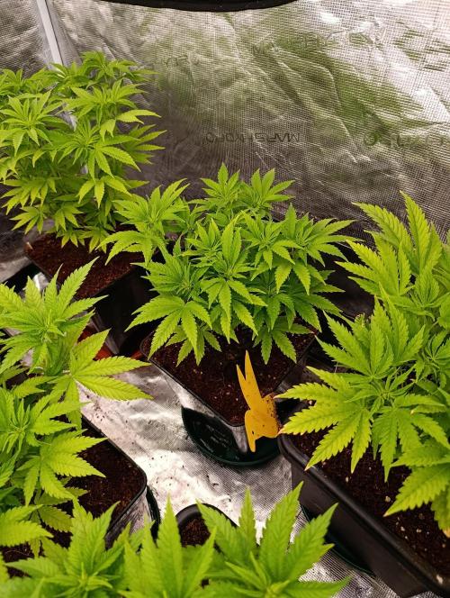 Sour Puffs Xpertnutrients. Week 7