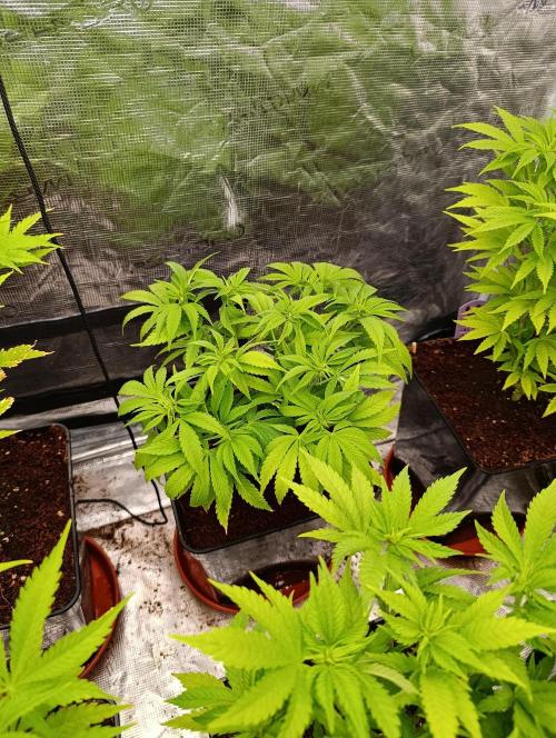 Sour Puffs Xpertnutrients. Week 7