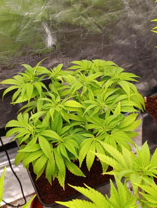 Sour Puffs Xpertnutrients. Week 7