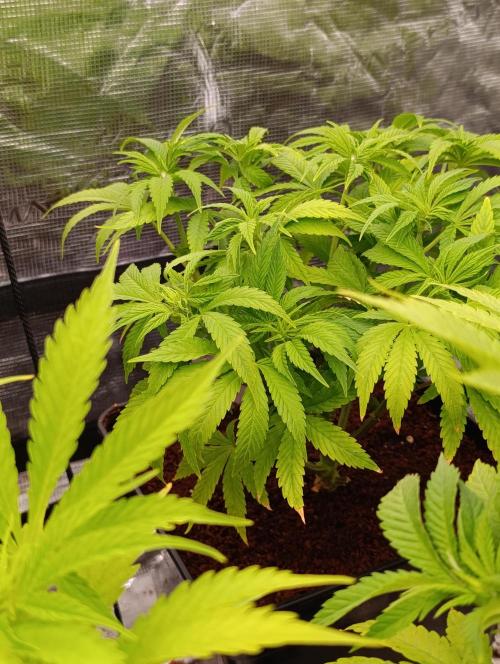 Sour Puffs Xpertnutrients. Week 7