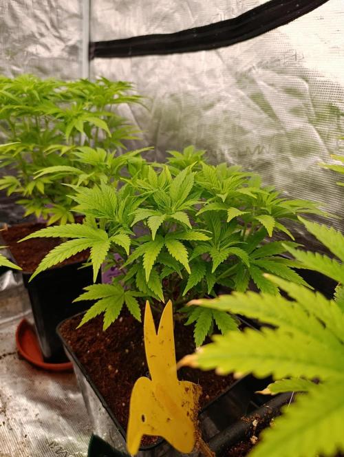 Sour Puffs Xpertnutrients. Week 7