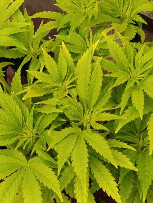 Sour Puffs Xpertnutrients. Week 7