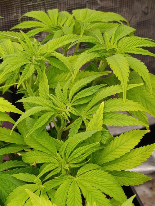 Sour Puffs Xpertnutrients. Week 7