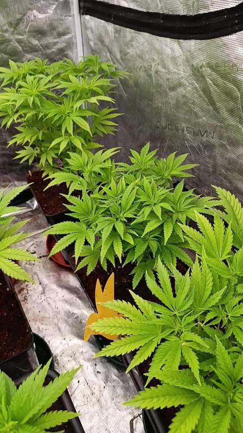 Sour Puffs Xpertnutrients