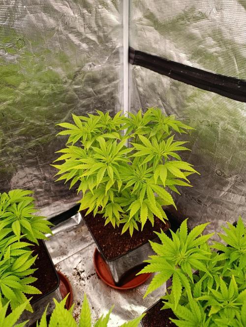 Cali Crasher Marshydro. Week 7