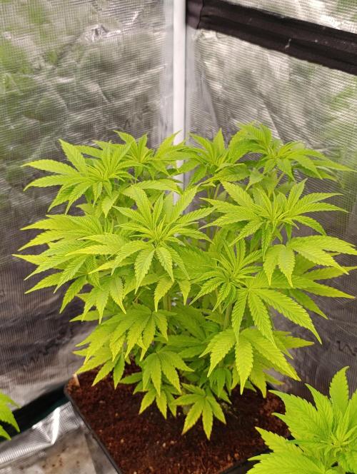 Cali Crasher Marshydro. Week 7