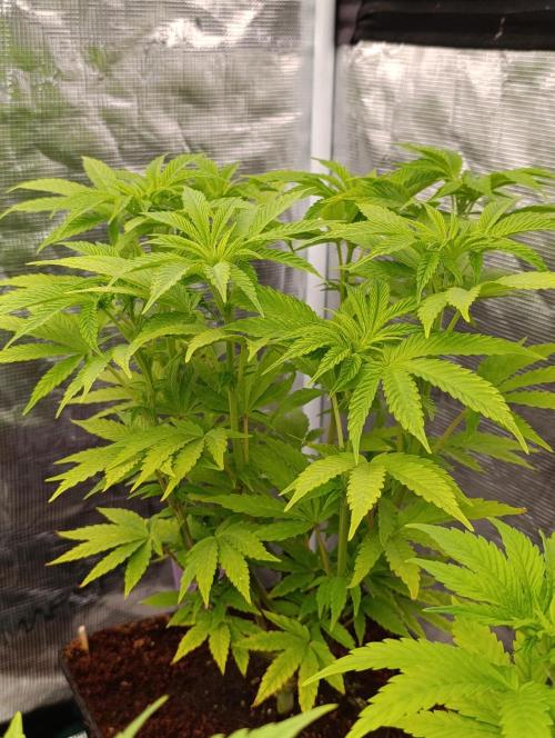 Cali Crasher Marshydro. Week 7