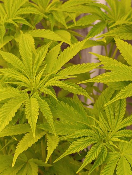 Cali Crasher Marshydro. Week 7