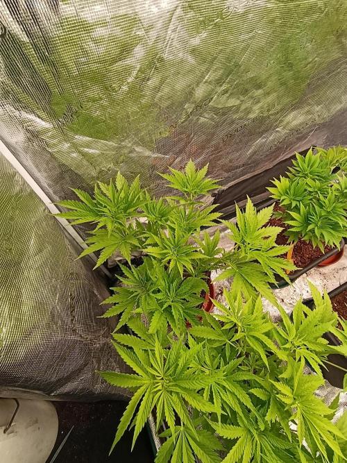 Sundae Driver Marshydro. Week 6