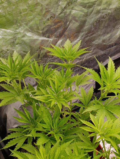 Sundae Driver Marshydro. Week 6