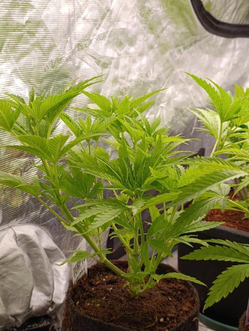 Sundae Driver Marshydro. Week 6