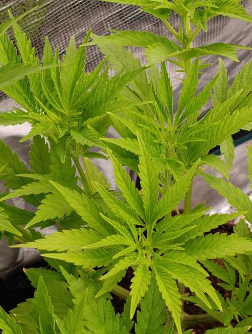 Sundae Driver Marshydro. Week 6