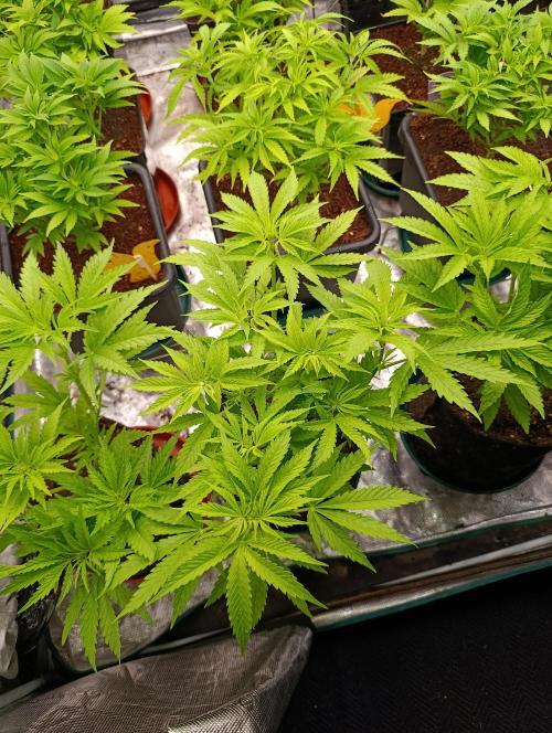 Banana Fumes. Week 6