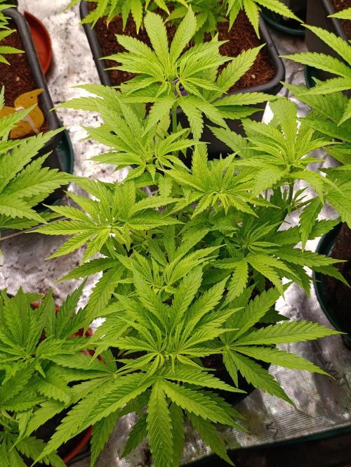 Banana Fumes. Week 6