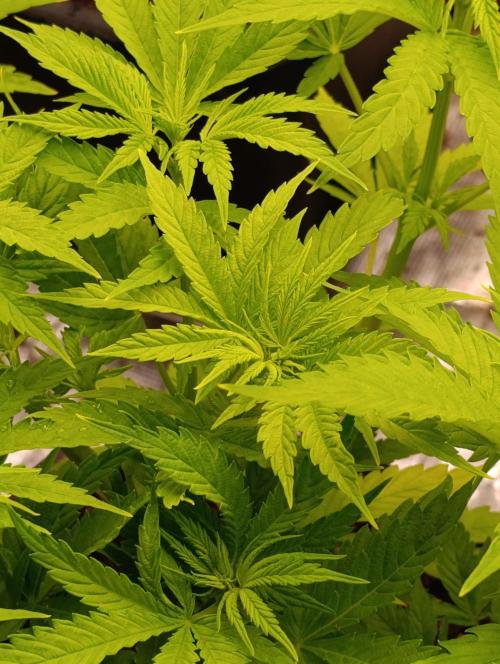 Banana Fumes. Week 6