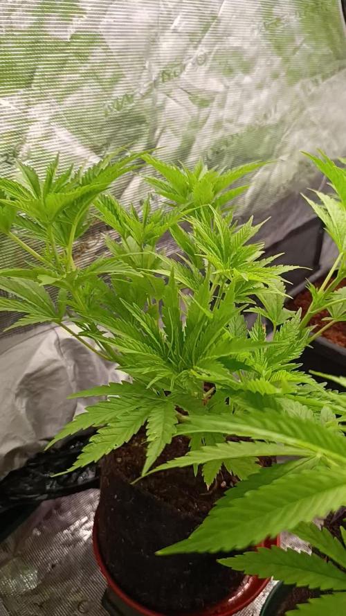 Sundae Driver Marshydro