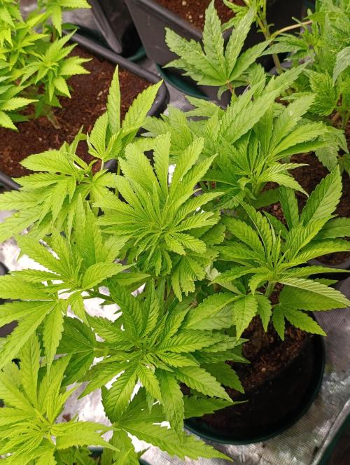 Zingatsu Xpertnutrients. Week 6