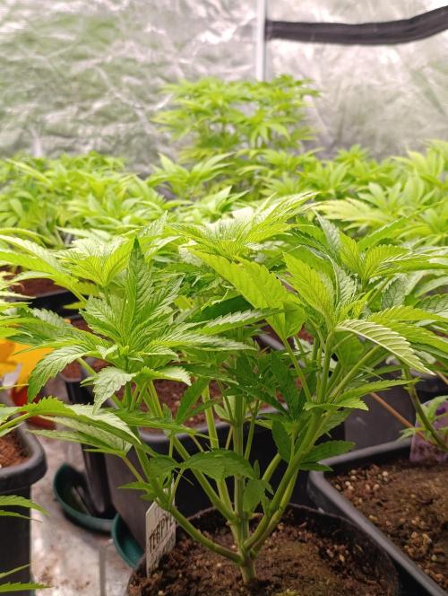 Zingatsu Xpertnutrients. Week 6