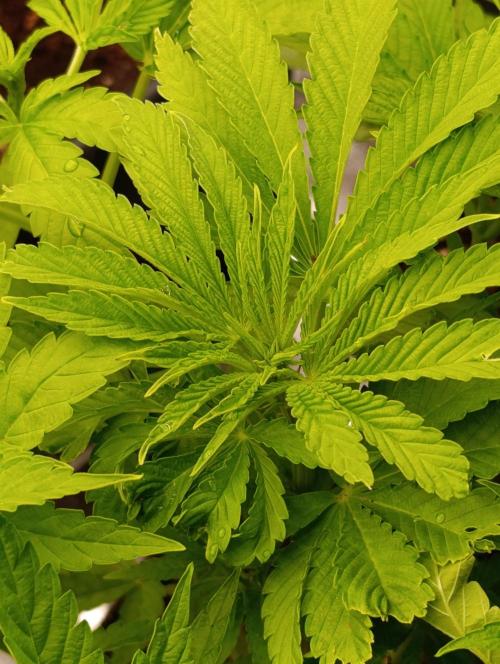 Zingatsu Xpertnutrients. Week 6