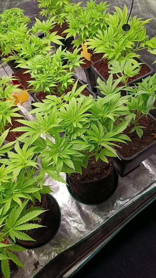 Zingatsu Xpertnutrients