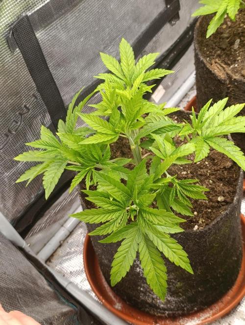 Zour MelonZ Test & Xpertnutrients. Week 5