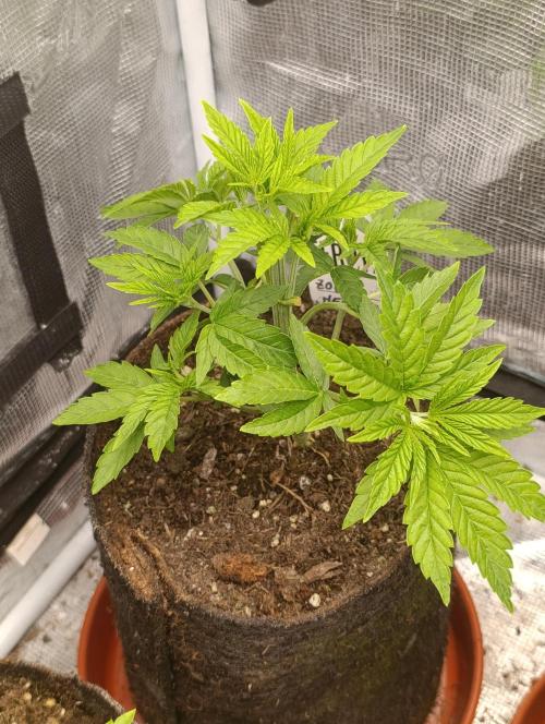 Zour MelonZ Test & Xpertnutrients. Week 5