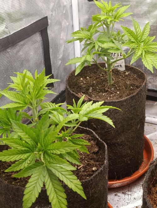 Zour MelonZ Test & Xpertnutrients. Week 5
