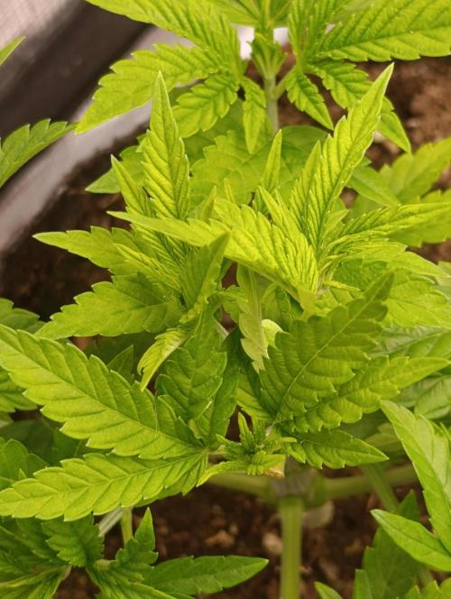 Zour MelonZ Test & Xpertnutrients. Week 5