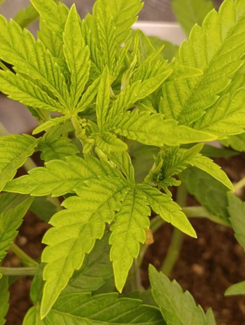 Zour MelonZ Test & Xpertnutrients. Week 5