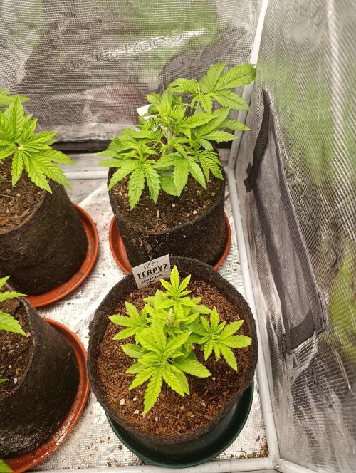 GokuZ OG Test & Marshydro. Week 5