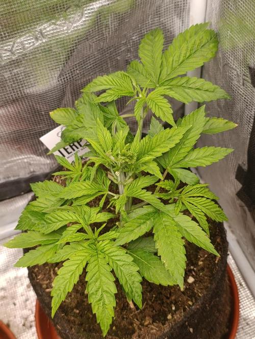 GokuZ OG Test & Marshydro. Week 5