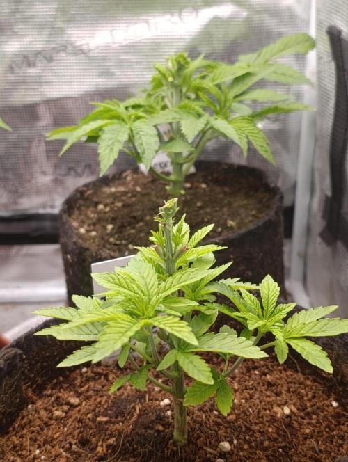 GokuZ OG Test & Marshydro. Week 5