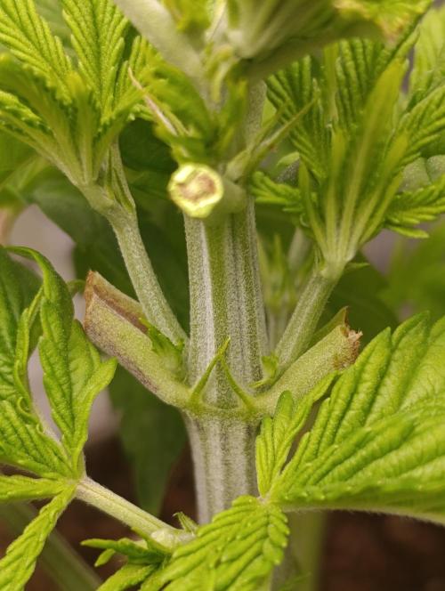 GokuZ OG Test & Marshydro. Week 5