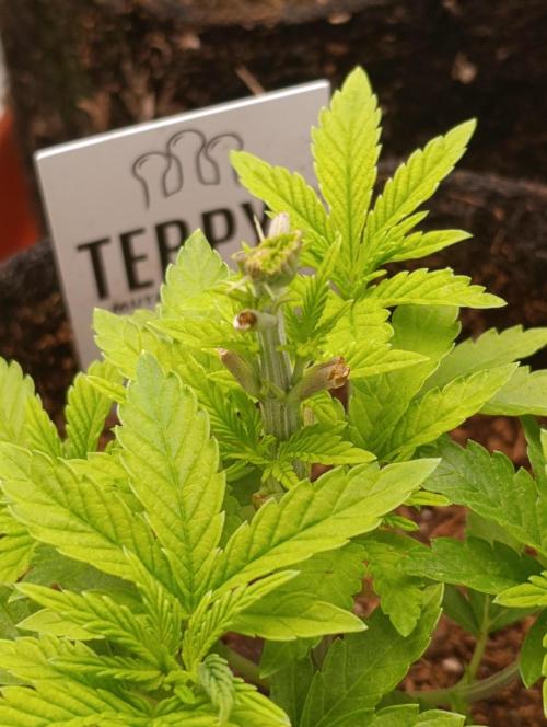 GokuZ OG Test & Marshydro. Week 5