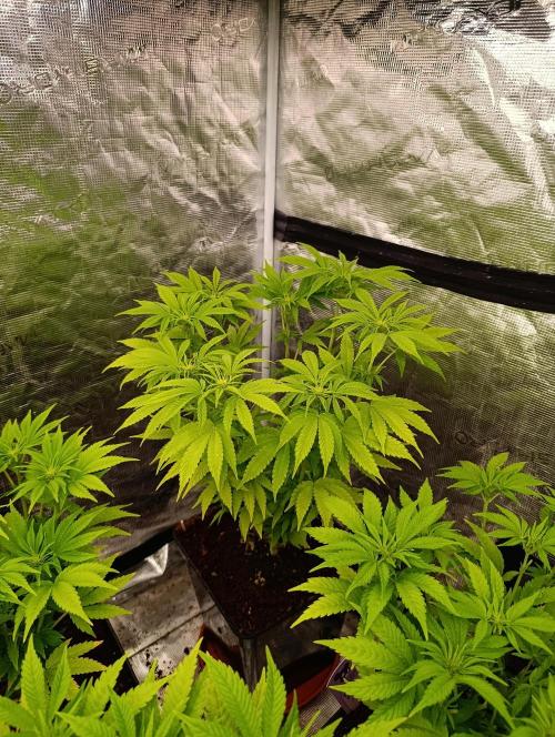 Cali Crasher Marshydro. Week 8