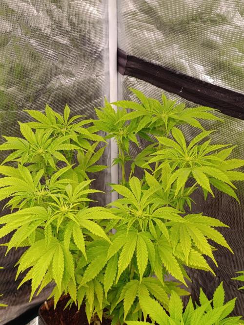 Cali Crasher Marshydro. Week 8