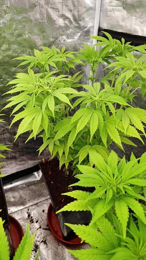 Cali Crasher Marshydro