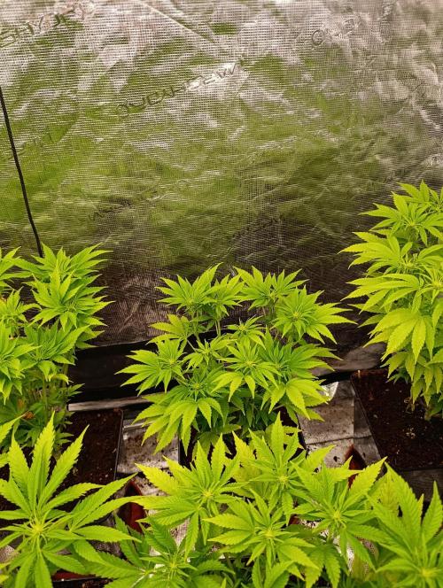 Sour Puffs Xpertnutrients. Week 8