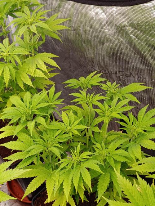 Sour Puffs Xpertnutrients. Week 8